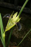 Iris tuberosa RCP3-07 004.jpg